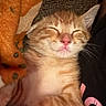 Goose joined the competition — help win amazing prizes! kitten, cat, orange_tabby, sleeping, closed_eyes, pink_nose, whiskers, fluffy, cute, animal, pet, portrait, close_up, cozy, blanket, soft_fabric, indoors, warm_lighting, relaxed, cuddling