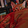 cat, orange_cat, tabby, feline, pet, animal, indoor, bed, blanket, cozy, lounging, sleeping, paws, whiskers, ears, green_eyes, portrait, low_light, home, relaxed