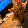 Goose is registered to the contest to win money with this photo: cat, orange_tabby, sleeping, sleepy, curled_up, feline, fur, whiskers, ears, closed_eyes, pet, indoor, cozy, relaxed, portrait, close_up, warm_lighting, shallow_depth_of_field, soft_background, couch