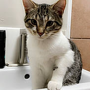 Duck joined the competition — help win amazing prizes! cat, kitten, tabby, white_chest, striped_fur, pet, animal, portrait, sitting, sink, bathroom, indoors, faucet, mirror, ceramic, home, countertop, paws, ears, whiskers