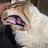 Duck joined the competition — help win amazing prizes! cat, feline, close_up, open_mouth, teeth, fangs, whiskers, striped_fur, white_fur, brown_fur, pet, animal, being_petted, human_hand, indoor, portrait, funny, dramatic, cup, background