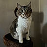 Duck is registered to the contest to win money with this photo: cat, tabby_cat, white_cat, pet, animal, feline, whiskers, green_eyes, upright_ears, sitting, scratching_post, cat_tree, indoor, portrait, closeup, fur, striped_fur, white_chest, dramatic_lighting, home