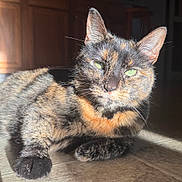 Mackey joined the competition — help win amazing prizes! cat, tortoiseshell, feline, pet, animal, fur, green_eyes, sunlight, indoor, resting, closeup, whiskers, ears, floor, tile, shadow, relaxed, cute, domestic_animal, portrait