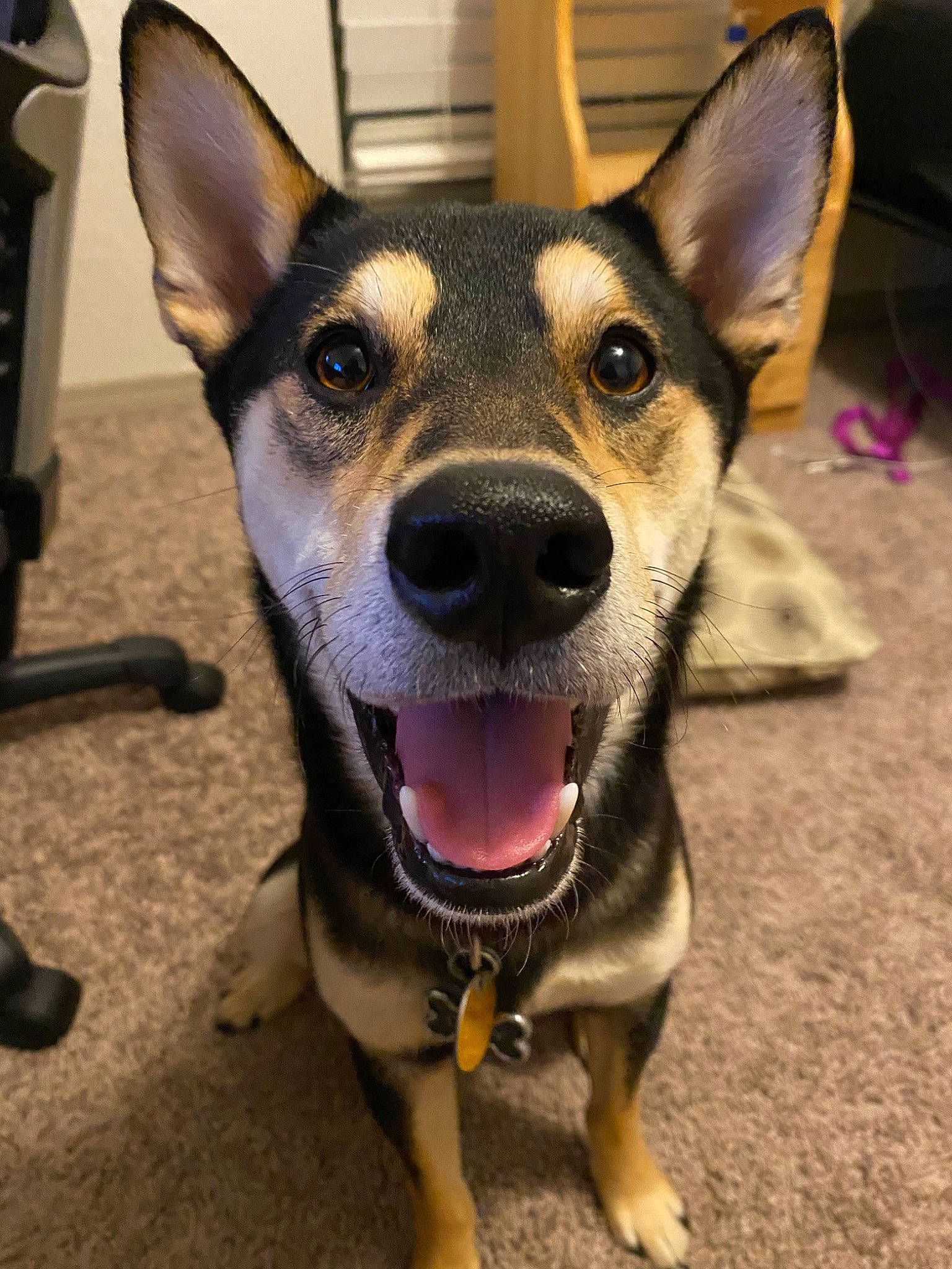 Cody joined the competition — help win amazing prizes! canidae, carnivore, collar, companion_dog, dog, dog_breed, dog_collar, dog_supply, ear, eye, fawn, fur, happy, herding_dog, jaw, leash, snout, sporting_group, whiskers, window