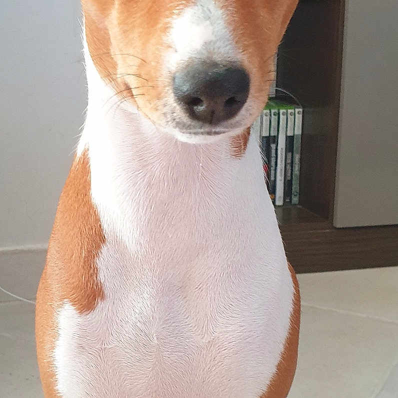Tess