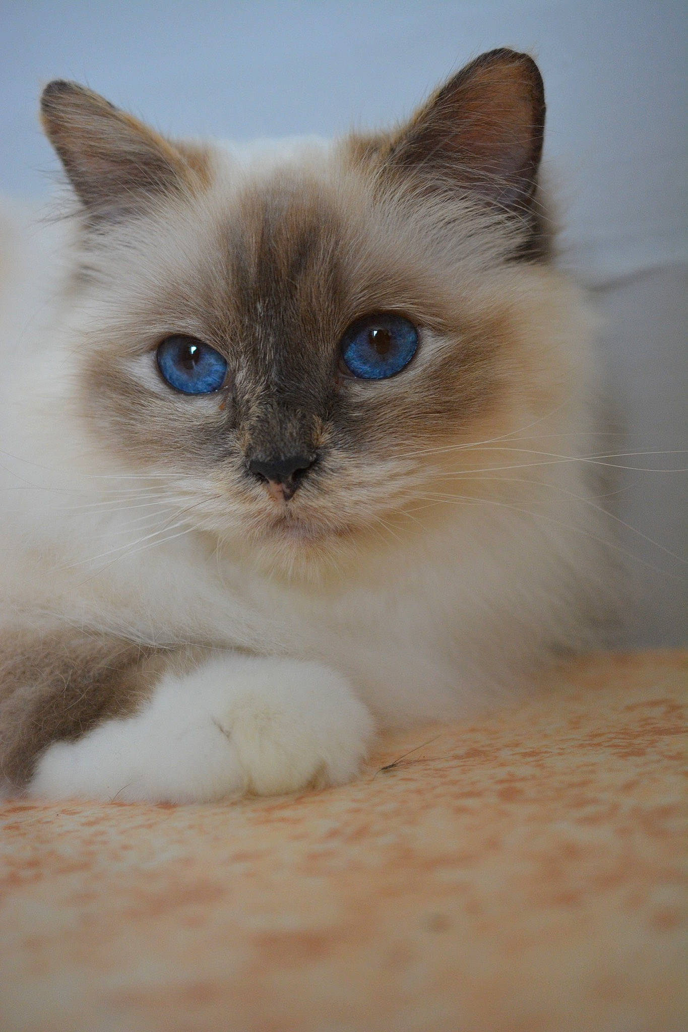 Loo-lee a rejoint le concours — aidez-le/la à gagner de superbes lots ! birman, carnivore, cat, curious, electric_blue, eye, eyebrow, fawn, felidae, fur, head, iris, nose, ragdoll, siamese, small_to_medium_sized_cats, snout, terrestrial_animal, thai, whiskers