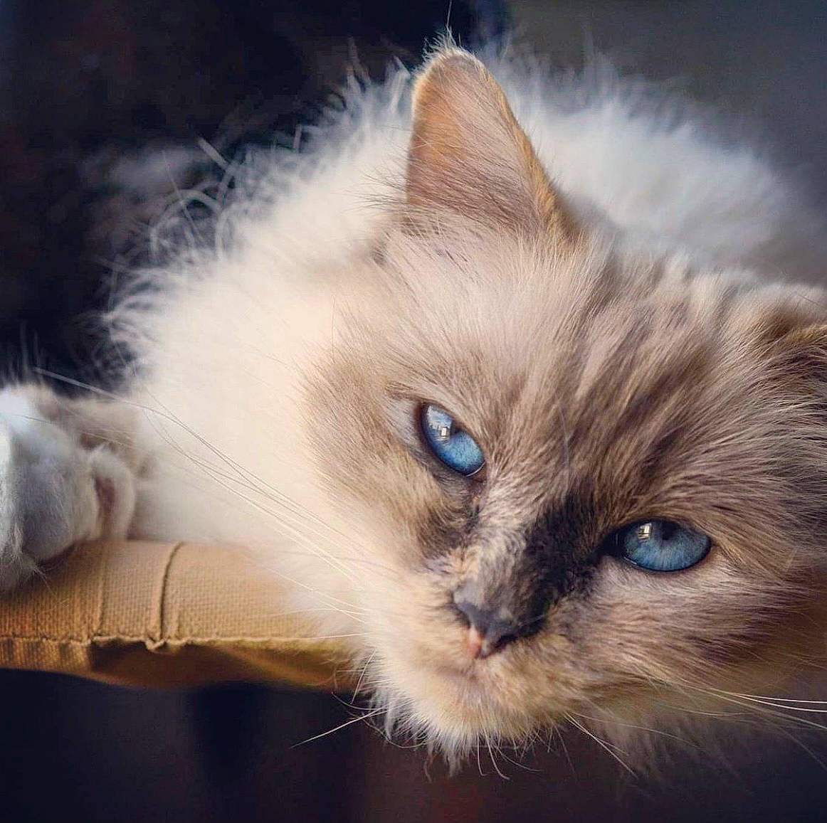 Loo-lee a rejoint le concours — aidez-le/la à gagner de superbes lots ! balinese, birman, carnivore, cat, claw, cloud, comfort, domestic_short_haired_cat, fawn, felidae, fur, iris, paw, small_to_medium_sized_cats, snout, thai, tonkinese, vertebrate, whiskers