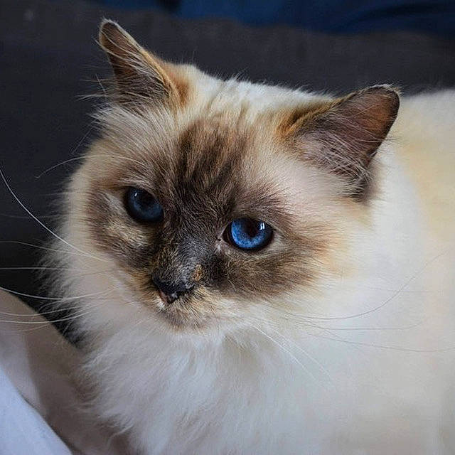Loo-lee participe au concours pour gagner de l'argent avec cette photo : balinese, birman, carnivore, cat, electric_blue, fawn, felidae, fur, ragdoll, siamese, small_to_medium_sized_cats, snout, terrestrial_animal, thai, tonkinese, whiskers