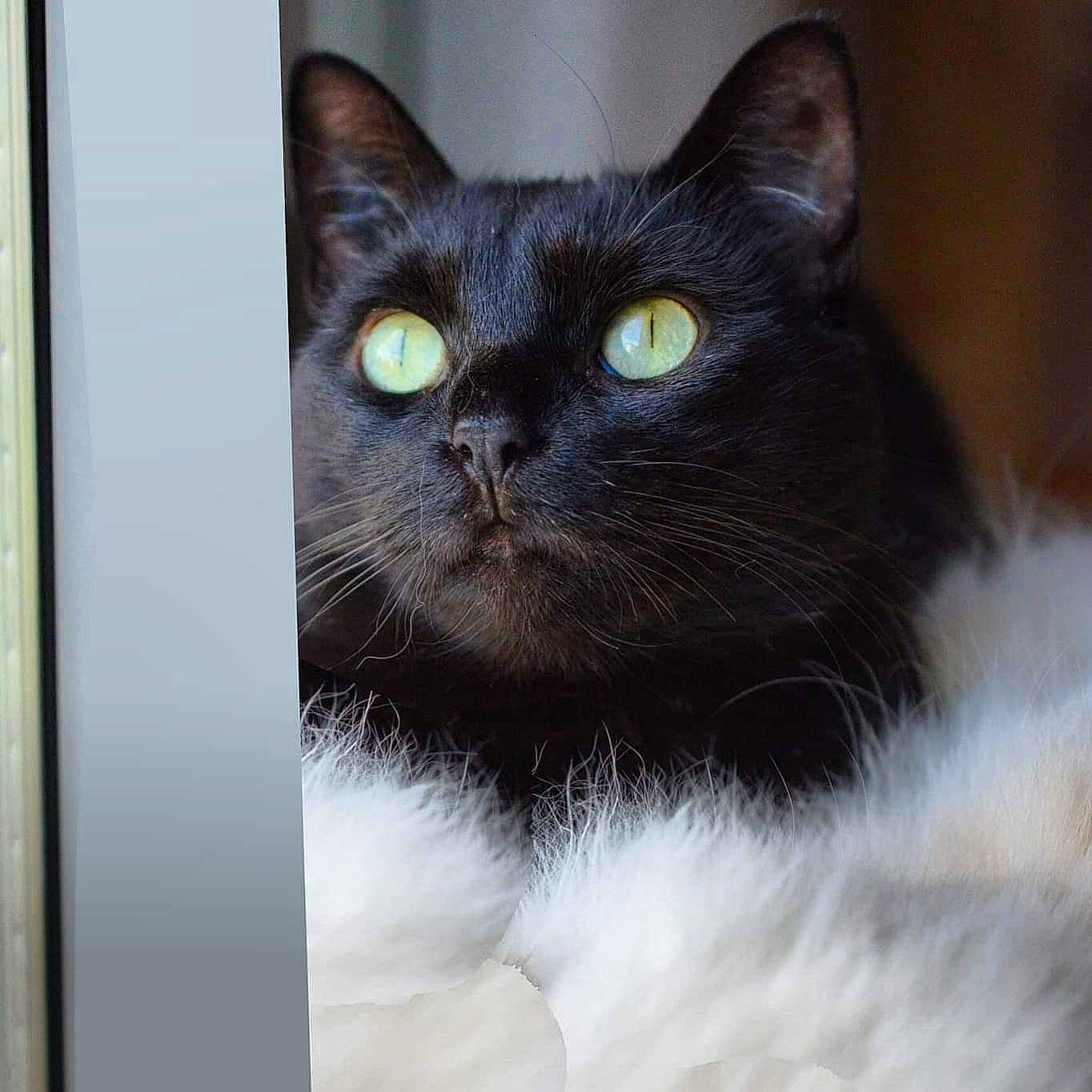 Chouchou a rejoint le concours — aidez-le/la à gagner de superbes lots ! black_cat, bombay, carnivore, cat, domestic_short_haired_cat, eye, felidae, fur, head, iris, small_to_medium_sized_cats, snout, terrestrial_animal, whiskers, window