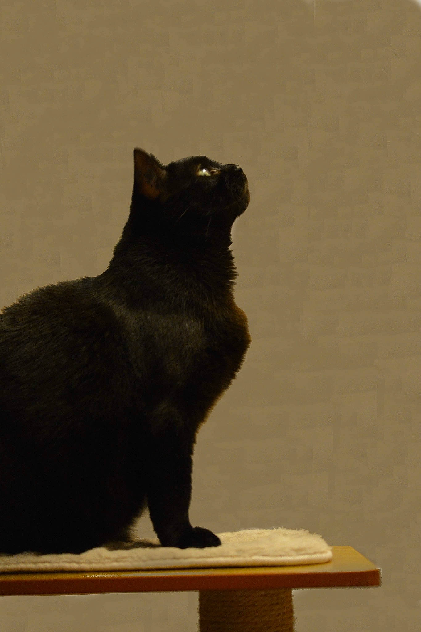 Chouchou a rejoint le concours — aidez-le/la à gagner de superbes lots ! black_cat, bombay, carnivore, cat, domestic_short_haired_cat, eye, felidae, fur, grey, plant, room, shadow, sitting, small_to_medium_sized_cats, table, tail, terrestrial_animal, whiskers, window, wood