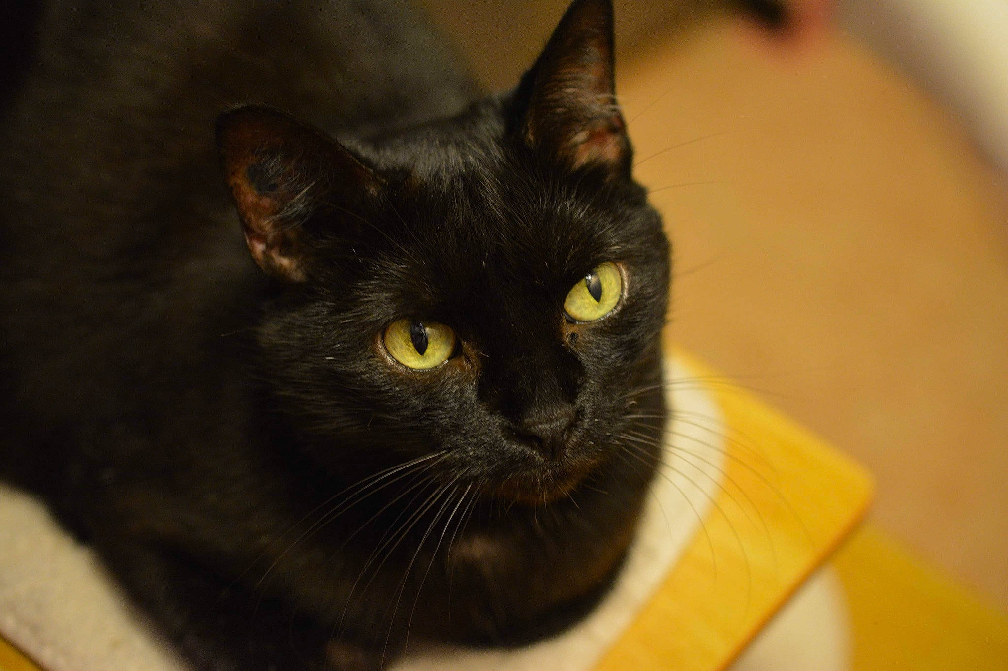 Chouchou a rejoint le concours — aidez-le/la à gagner de superbes lots ! black_cat, bombay, carnivore, cat, domestic_short_haired_cat, eye, felidae, fur, small_to_medium_sized_cats, snout, terrestrial_animal, whiskers