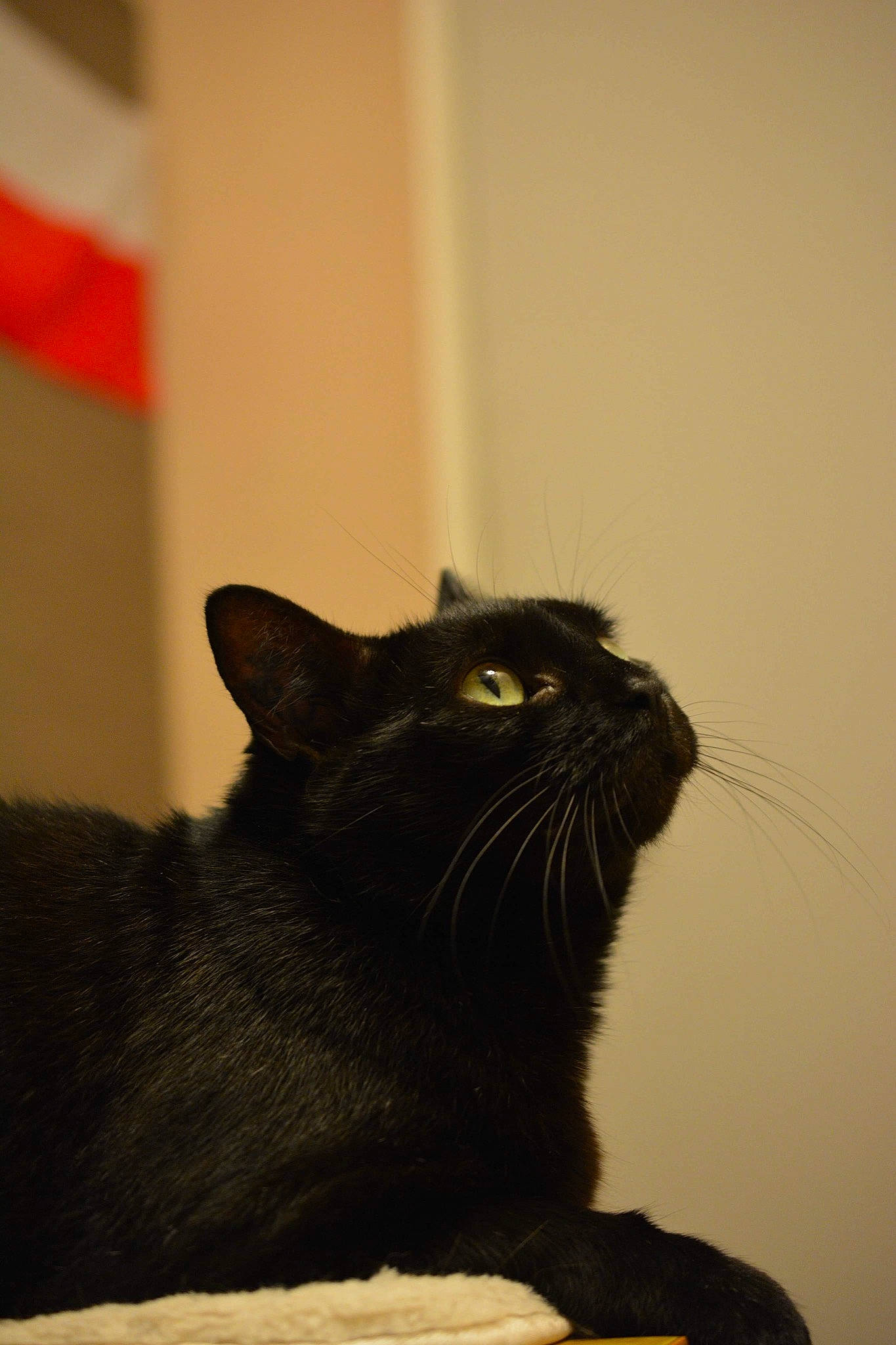 Chouchou participe au concours pour gagner de l'argent avec cette photo : black_cat, bombay, carnivore, cat, domestic_short_haired_cat, eye, felidae, fur, iris, monochrome_photography, shadow, small_to_medium_sized_cats, snout, tail, terrestrial_animal, tints_and_shades, whiskers, window