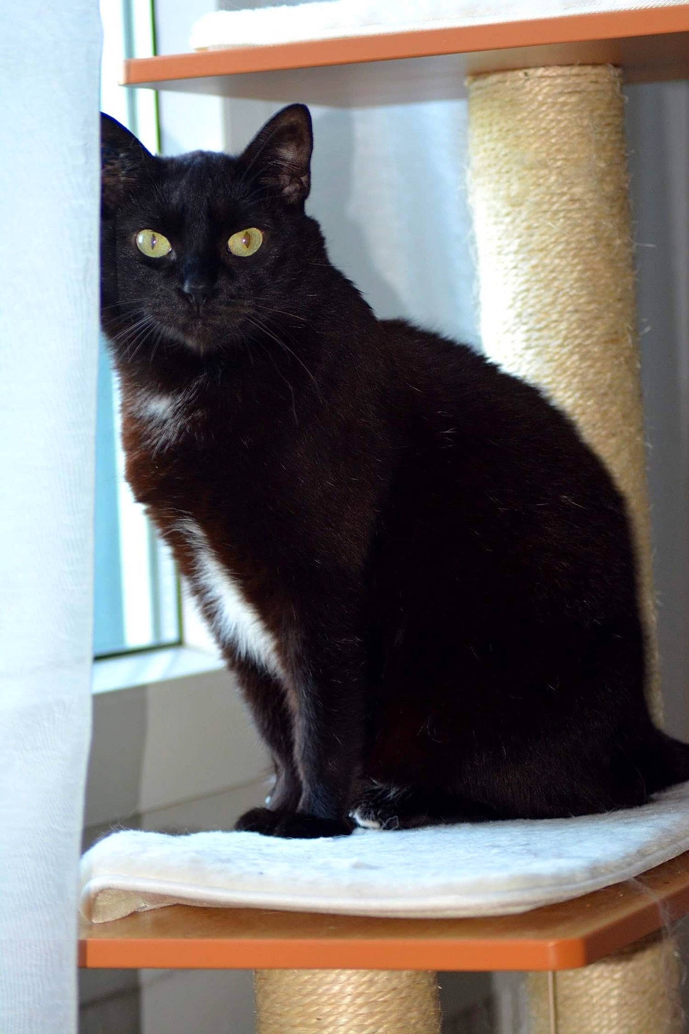 Chouchou participe au concours pour gagner de l'argent avec cette photo : black_cat, bombay, carnivore, cat, cat_supply, domestic_short_haired_cat, felidae, fur, havana_brown, pet_supply, plant, sitting, small_to_medium_sized_cats, snout, tail, terrestrial_animal, whiskers, window