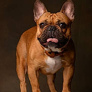 Gaston a rejoint le concours — aidez-le/la à gagner de superbes lots ! australian_bulldog, bulldog, carnivoran, dog, dog_breed, dog_breed_group, dog_like_mammal, fawn, french_bulldog, mammal, non_sporting_group, old_english_bulldog, olde_english_bulldogge, snout, toy_bulldog, whiskers