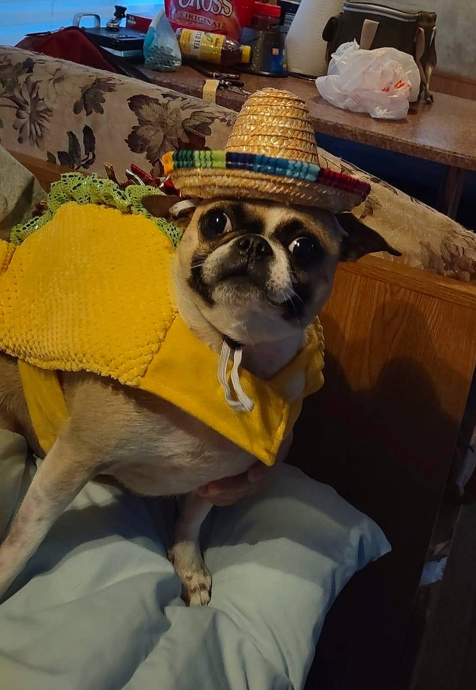 Cookie joined the competition — help win amazing prizes! canidae, carnivore, comfort, companion_dog, couch, dog, dog_breed, fawn, fur, hat, linens, pug, snout, sporting_group, terrestrial_animal, toy_dog, whiskers, wildlife, wood, working_animal