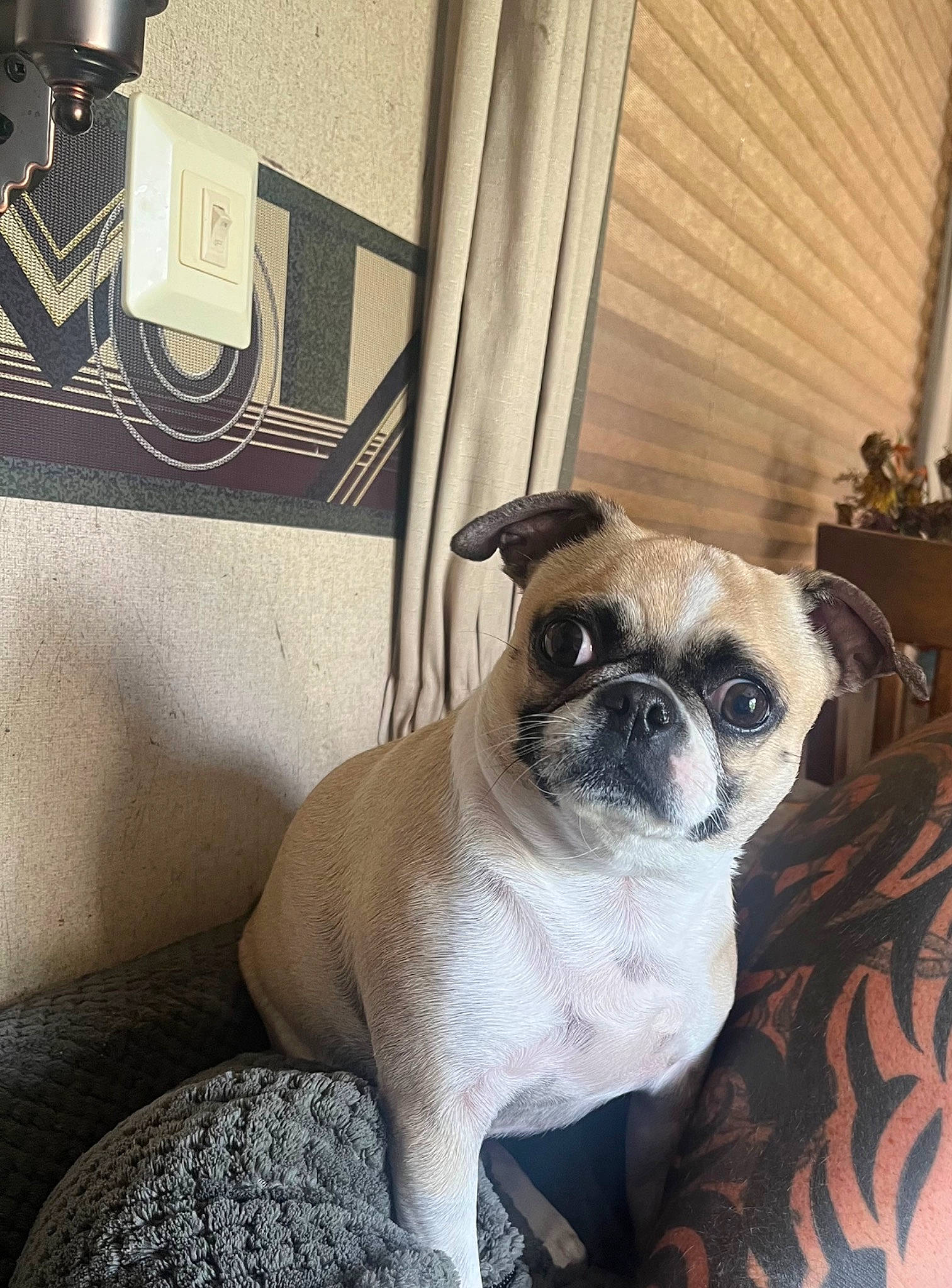 Cookie is registered to the contest to win money with this photo: canidae, carnivore, comfort, companion_dog, dog, dog_breed, fawn, fur, linens, non_sporting_group, pug, puppy, snout, sporting_group, toy_dog, whiskers, window, working_animal, wrinkle