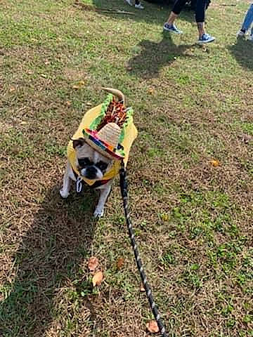 Cookie is registered to the contest to win money with this photo: adventure, canidae, carnivore, dog, dog_breed, fashion_accessory, fun, grass, hose, lawn, leash, leisure, people_in_nature, personal_protective_equipment, recreation, shorts, soil, sporting_group, toy, working_animal