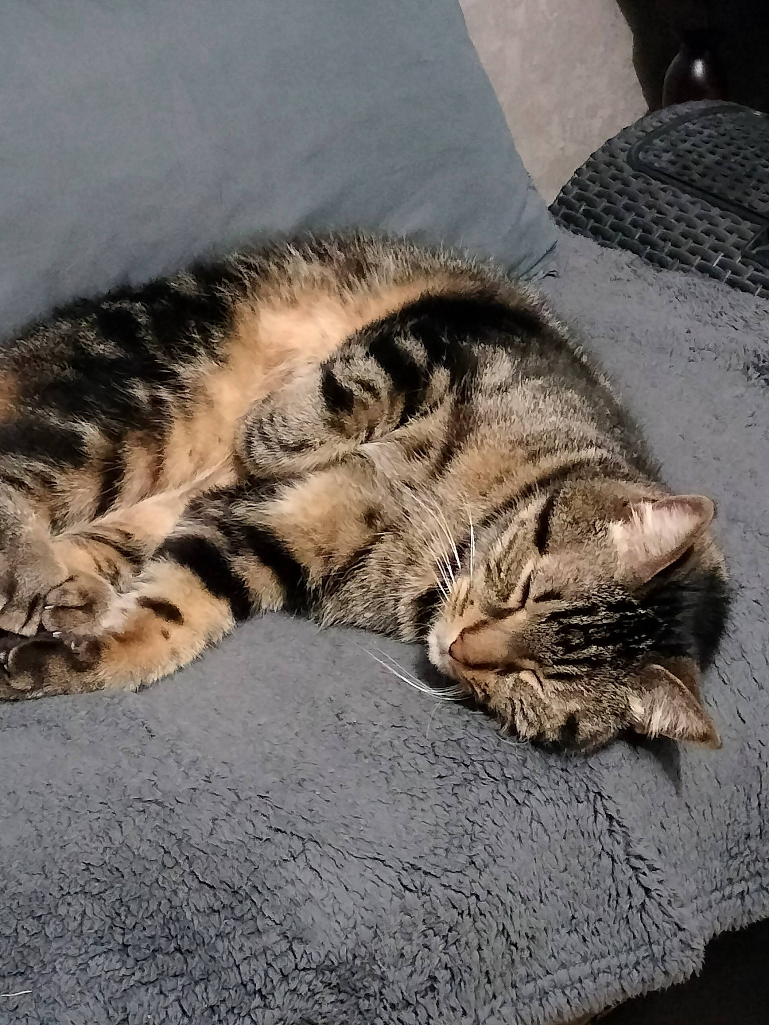 Légo participe au concours pour gagner de l'argent avec cette photo : carnivore, cat, claw, comfort, domestic_short_haired_cat, eye, felidae, foot, fur, human_body, nap, paw, road_surface, small_to_medium_sized_cats, snout, tail, terrestrial_animal, whiskers, wildlife, wood