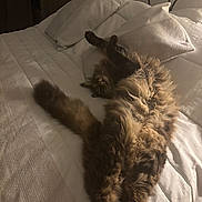 Romeo a rejoint le concours — aidez-le/la à gagner de superbes lots ! animal, bed, cat, comfort, cozy, curled, domestic, feline, fluffy, fur, indoors, pet, pillow, relaxing, resting, sleepy, soft_lighting, stretching, tail, whiskers