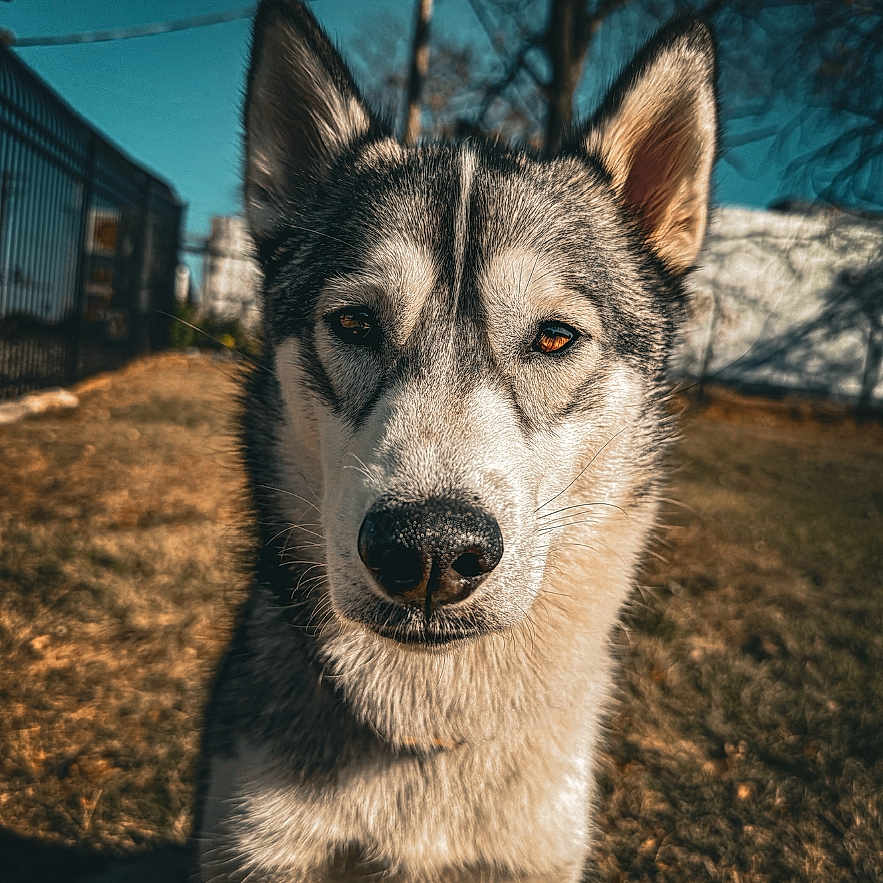 Luna joined the competition — help win amazing prizes! animal, architecture, bodypart, building, canine, dog, eskimodog, husky, mouth, nature, outdoors, person, pet, plant, puppy, redwolf, shelter, snout, whitedog, wolf