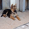 german_shepherd, puppy, dog, pet, collar, tag, ears, fur, lying_down, porch, tile_floor, concrete_bench, wall, outdoor, alert, young_dog, cute, animal, resting, canine