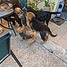elderly_person, dog, pet, outdoor, patio, table, plant, tile_floor, concrete_floor, green_chair, leash, collar, waiting, attention, companion, animal, friendly, looking_up, casual, home