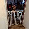 dog, baby_gate, indoor, tile_floor, furniture, door, window, curtain, wall, room, pet, animal, leash, doorframe, household, brown_dog, black_dog, metal_gate, floor_tile, home