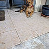 dog, german_shepherd, puppy, tile_floor, door, wooden_door, porch, plant, potted_plant, outdoor, pet, canine, animal, tongue_out, collar, relaxing, young_dog, fur, ears, paw
