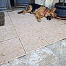 dog, puppy, german_shepherd, collar, pink_collar, tile_floor, porch, door, wooden_door, potted_plant, plant, outdoor, animal, pet, lying_down, resting, tongue_out, fur, ears, domestic