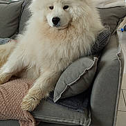 Aiza a rejoint le concours — aidez-le/la à gagner de superbes lots ! animal, blanket, companion, couch, cozy, cute, dog, domestic, fluffy, friendly, fur, home, indoor, living_room, pet, pillows, relaxed, resting, samoyed, white_dog