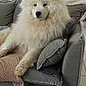 animal, blanket, companion, couch, cozy, cute, dog, domestic, fluffy, friendly, fur, home, indoor, living_room, pet, pillows, relaxed, resting, samoyed, white_dog
