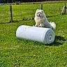 Aiza a rejoint le concours — aidez-le/la à gagner de superbes lots ! animal, canine, cylindrical_object, daylight, dog, fence, fence_post, field, fluffy, grass, greenery, mammal, nature, outdoor, pet, playful, rural, summer, sunny, white_dog