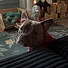 Louis joined the competition — help win amazing prizes! dog, french_bulldog, pet, animal, portrait, close_up, indoors, home, living_room, rug, blanket, toys, candles, furniture, decoration, ears, wrinkles, brown, black, alert