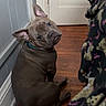 Louis is registered to the contest to win money with this photo: dog, puppy, sitting, head_tilt, floppy_ears, short_hair, gray_coat, collar, animal, pet, portrait, indoors, wooden_floor, door, wall, blanket, floral_pattern, funny_expression, curious, home