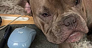 Louis is registered to the contest to win money with this photo: dog, bulldog, pet, animal, close_up, portrait, wrinkles, brown_fur, gray_fur, nose, tongue, ears, face, head, desk, computer_mouse, mousepad, indoor, home, cozy