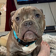 Louis is registered to the contest to win money with this photo: dog, bulldog, pet, animal, portrait, close_up, sitting, indoors, living_room, collar, turquoise_collar, gray_coat, white_chest, wrinkled_face, large_eyes, short_snout, rug, television, curtains, human_leg