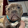 dog, bulldog, pet, animal, portrait, close_up, sitting, indoors, living_room, collar, turquoise_collar, gray_coat, white_chest, wrinkled_face, large_eyes, short_snout, rug, television, curtains, human_leg