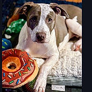 Xena is registered to the contest to win money with this photo: animal, background, bed, comfort, cozy, cute, dog, donut, ears, fur, home, indoor, looking, paw, pet, plush, relaxed, resting, sleepy, toy