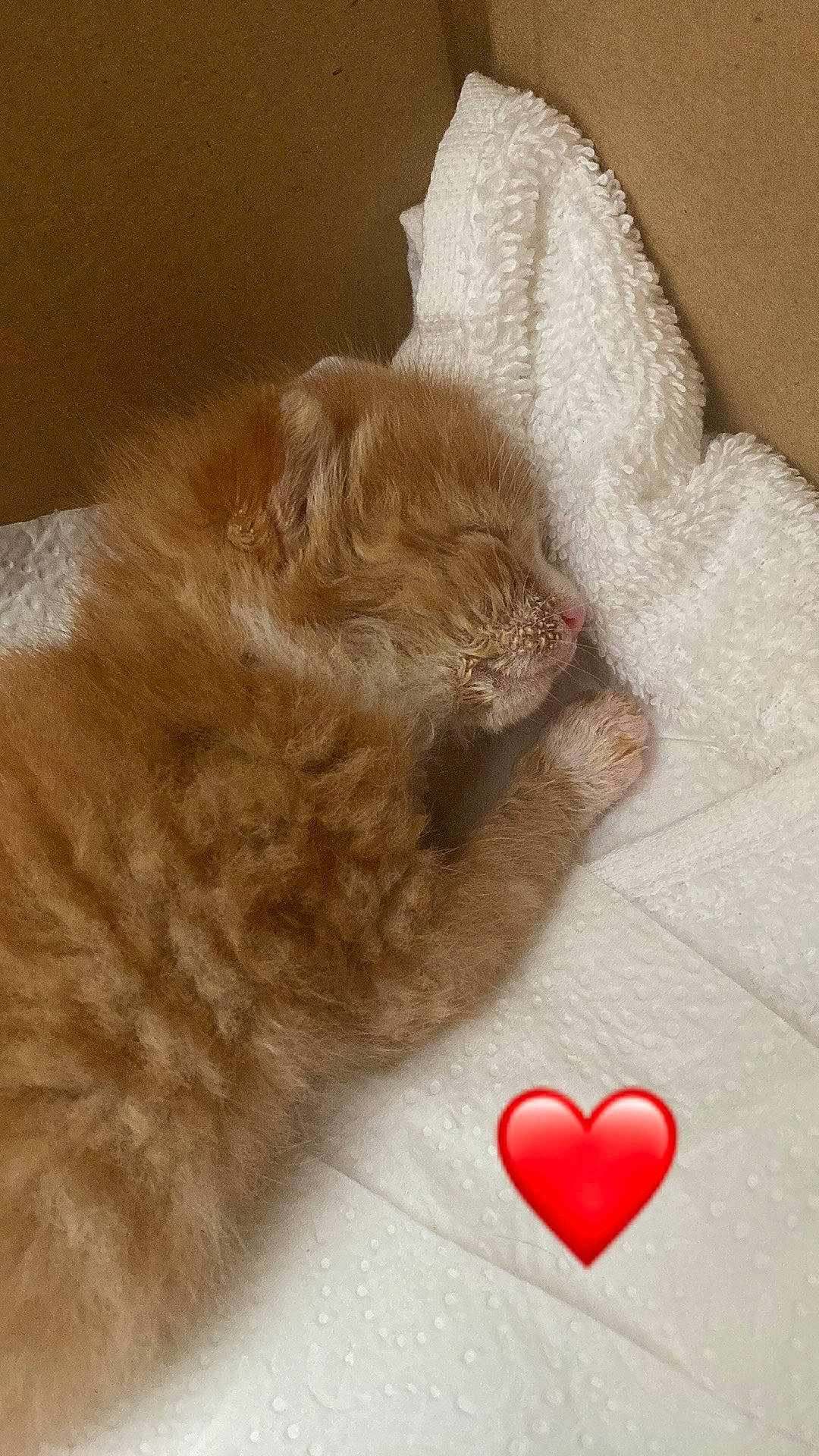 Tchoupi a rejoint le concours — aidez-le/la à gagner de superbes lots ! canidae, carmine, carnivore, cat, claw, comfort, companion_dog, dog_breed, fawn, felidae, flooring, fur, heart, liver, paw, small_to_medium_sized_cats, snout, tail, whiskers, wool