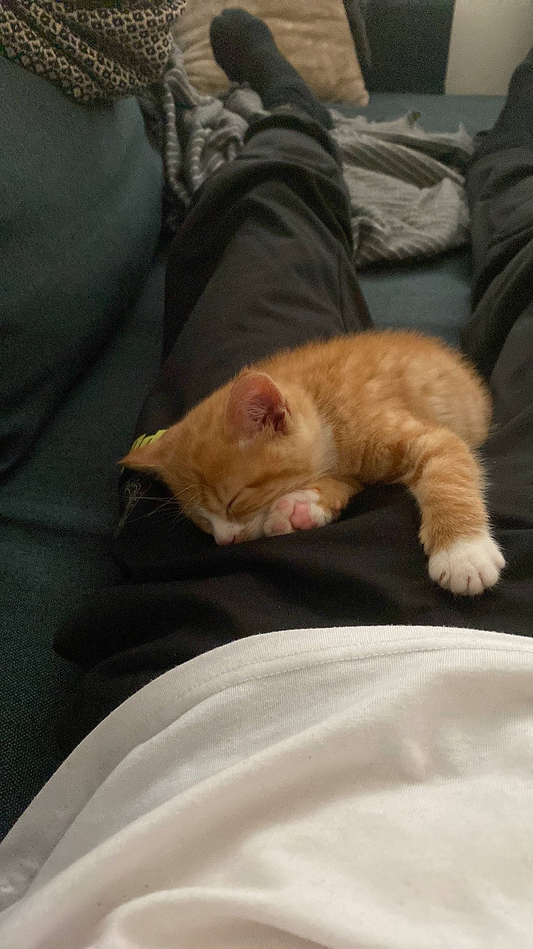 Tchoupi participe au concours pour gagner de l'argent avec cette photo : bedding, canidae, carnivore, cat, claw, comfort, companion_dog, domestic_short_haired_cat, duvet, fawn, felidae, fur, linens, nap, paw, small_to_medium_sized_cats, snout, sporting_group, tail, whiskers