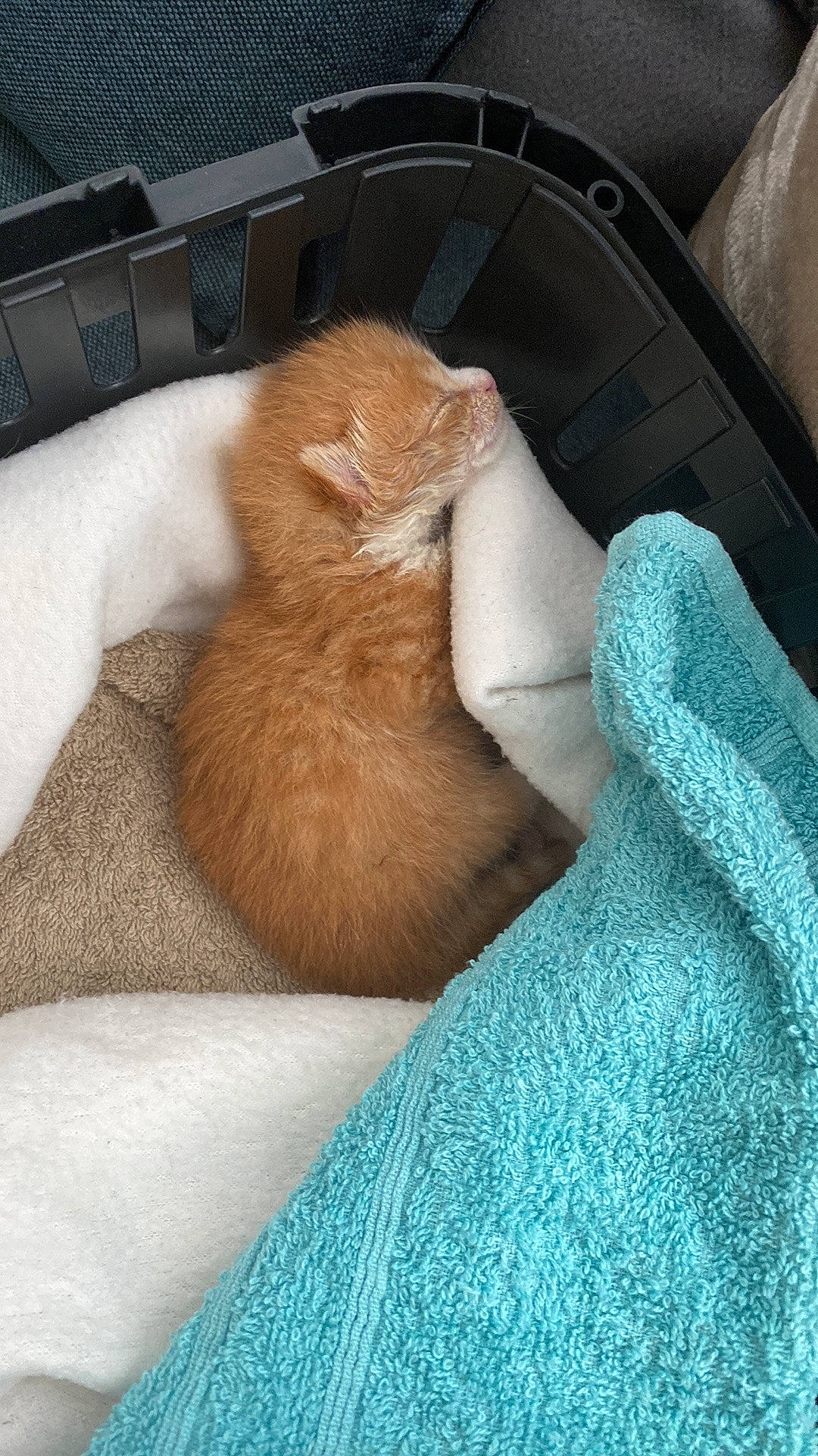 Tchoupi a rejoint le concours — aidez-le/la à gagner de superbes lots ! carnivore, cat, comfort, companion_dog, dog_breed, domestic_short_haired_cat, electric_blue, fawn, felidae, fur, human_leg, linens, mammal, paw, small_to_medium_sized_cats, snout, sporting_group, tail, textile, whiskers