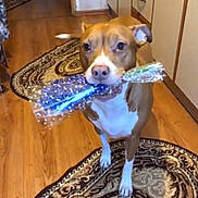 Aisha joined the competition — help win amazing prizes! animal, brown_dog, cabinet, curious, dog, domestic, drawer, ears_up, floor, indoor, kitchen, looking_up, patterned_rug, pet, rug, sparkly_wrapping, standing, white_paws, wood_floor, wrapped_object