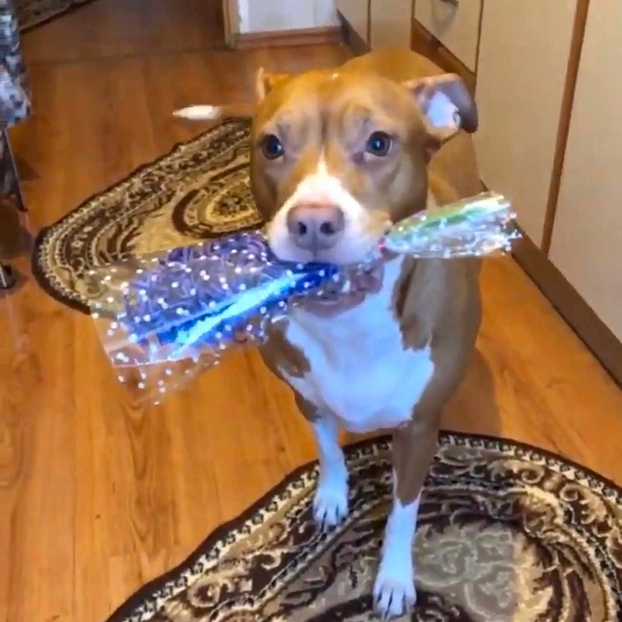 Aisha joined the competition — help win amazing prizes! animal, brown_dog, cabinet, curious, dog, domestic, drawer, ears_up, floor, indoor, kitchen, looking_up, patterned_rug, pet, rug, sparkly_wrapping, standing, white_paws, wood_floor, wrapped_object