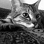 Yüka participe au concours pour gagner de l'argent avec cette photo : animal, black_and_white, blanket, calm, cat, close_up, cozy, cute, ears, feline, fur, indoor, lying_down, patterned, pet, portrait, relaxed, resting, tabby, whiskers