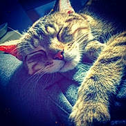 Yüka participe au concours pour gagner de l'argent avec cette photo : animal, cat, close_up, cozy, cute, domestic, feline, fur, indoors, mammal, nap, paw, peaceful, pet, relaxed, resting, sleeping, soft, tabby, whiskers