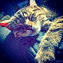 animal, cat, close_up, cozy, cute, domestic, feline, fur, indoors, mammal, nap, paw, peaceful, pet, relaxed, resting, sleeping, soft, tabby, whiskers