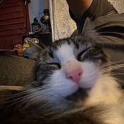 Tinker is registered to the contest to win money with this photo: animal, cat, close_up, couch, cozy, cute, decor, funny, furniture, gray_fur, home, indoors, minion, pet, pink_nose, portrait, relaxed, sleeping, whiskers, white_fur