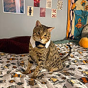 Chimp is registered to the contest to win money with this photo: cat, bed, blanket, collar, spotted_cat, indoor, wall_art, hand, tapestry, decor, feline, pet, animal, cozy, patterned_blanket, sitting, cute, domestic_cat, furniture, resting