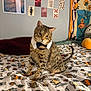 cat, bed, blanket, collar, spotted_cat, indoor, wall_art, hand, tapestry, decor, feline, pet, animal, cozy, patterned_blanket, sitting, cute, domestic_cat, furniture, resting