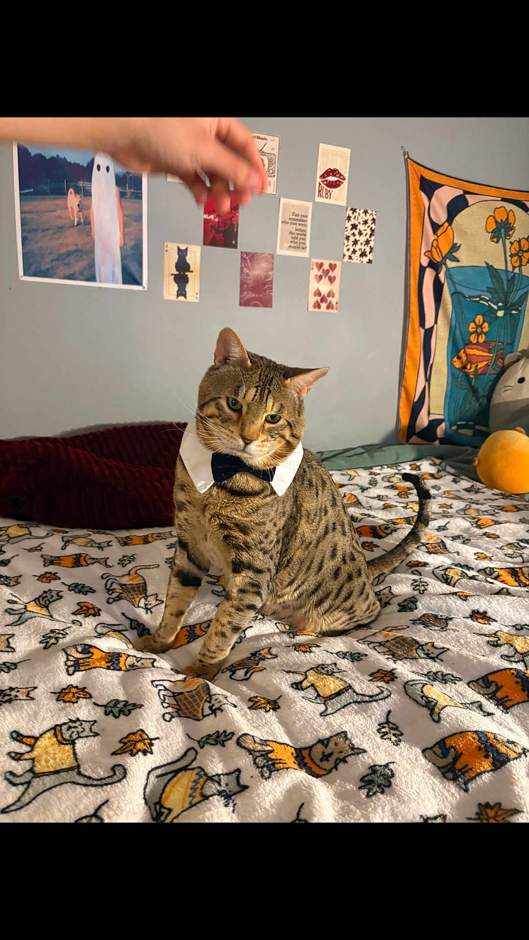Chimp is registered to the contest to win money with this photo: cat, bed, blanket, collar, spotted_cat, indoor, wall_art, hand, tapestry, decor, feline, pet, animal, cozy, patterned_blanket, sitting, cute, domestic_cat, furniture, resting